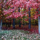 The Fruity Forest by Michele Ford