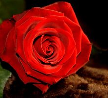 Single Red Rose by MsGsPictureIt