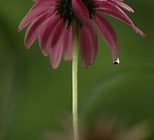 Feeling Lonely on a Rainy Day by Carole Brunet