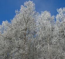 A snow dusting by Lee d'Entremont
