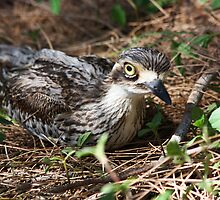 Urban Nesting by byronbackyard