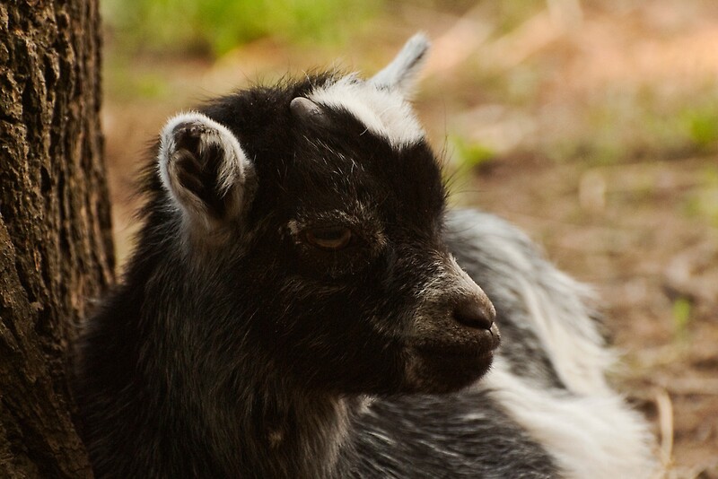 "Black and White Baby Goat" by ArianaMurphy Redbubble