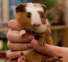 Handful of Baby Guinea Pig by ArianaMurphy