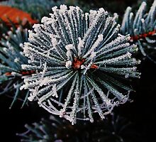 Winter for the Blue Spruce by trueblvr