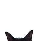 Curious Black Kitten by Michele Ford