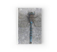 dragonfly in amber hardcover