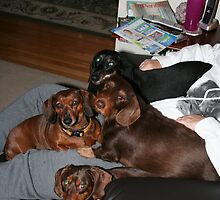 THIS LAP IS OCUPIED by Heidi Mooney-Hill
