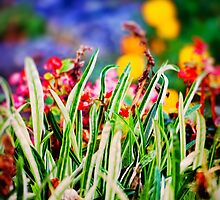 Colorful Grass by Silvia Ganora