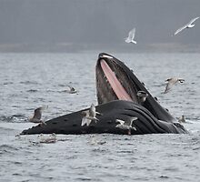 Surface Lunging Humpback Whale by Gina Ruttle (Whalegeek)