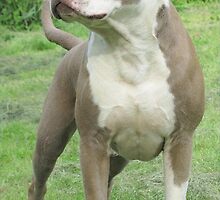 American Pit Bull Terriers - Dogs & Puppies - by Ginny York by Ginny York