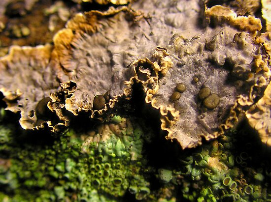Algae Fungi