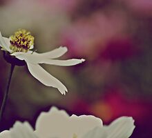 “Photographers deal in things which are continually vanishing and when they have vanished there is no contrivance on earth which can make them come back again.” ― Henri Cartier-Bresson by Kornrawiee