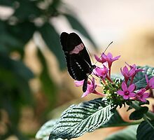Butterfly Kisses by PhotoPosh