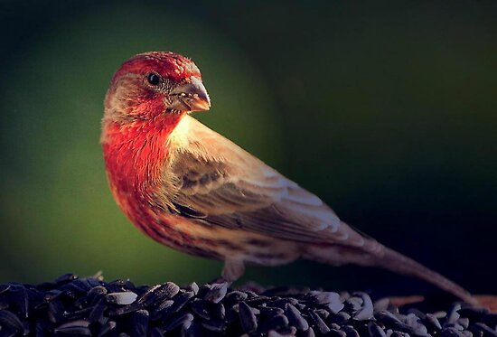 quot winter birds of oregon quot by rosemarie747 redbubble quot winter birds of oregon quot by rosemarie747 redbubble