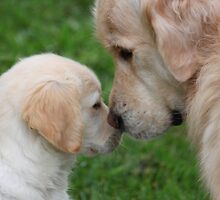 Golden Retriever "Archie" welcomes puppy Freyja. by camuka