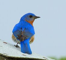 Eastern Bluebird Displaying His Brillant Feathers by Robert Miesner