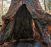 Old Tingle Tree base by pennyswork