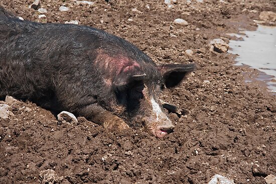 Pig Toilets