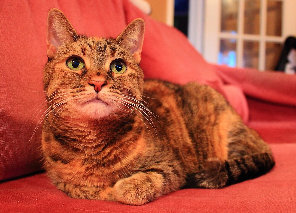 "Cat laying down relaxing" by Cory Bulatovich Redbubble