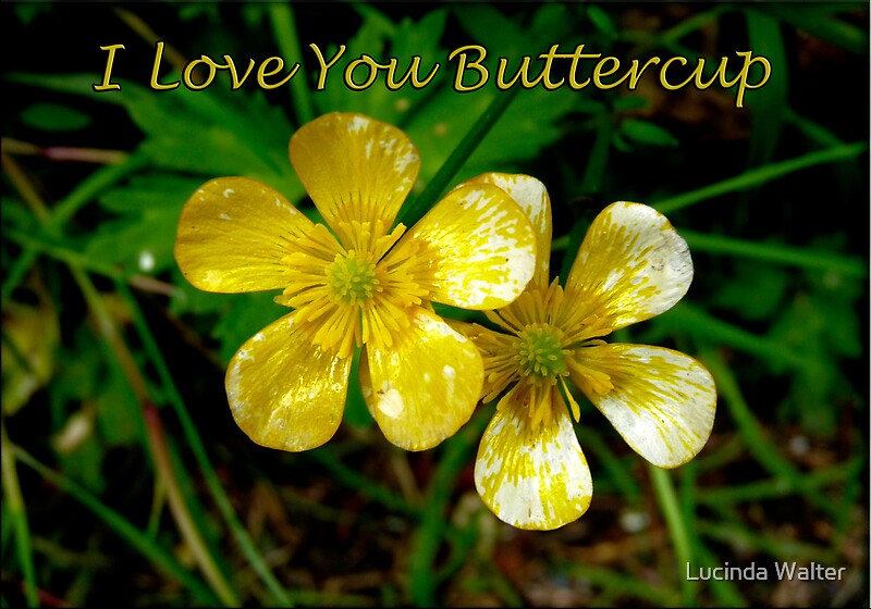 "I Love You Buttercup" by Lucinda Walter Redbubble