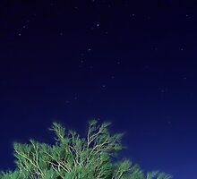Rami nella notte blu cobalto by Andrea Rapisarda