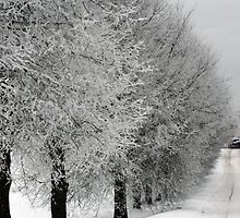 Trees line in winter pathway from old farm by Antanas