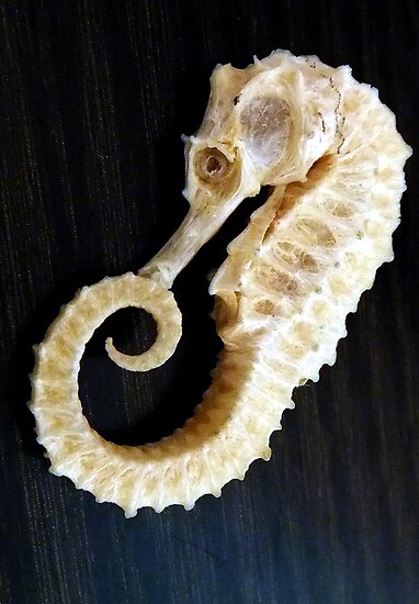 Seahorse Skeleton
