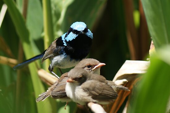 Young Wren