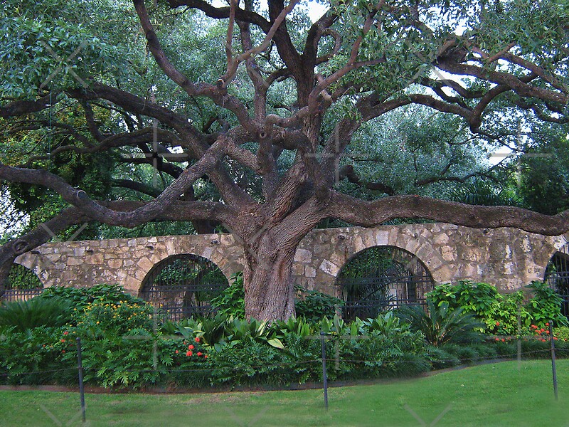 "Alamo Cotton Tree Alamo San Antonio Texas PICTURE CARD PILLOW" by