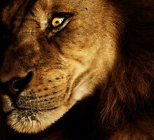 Savage by Andrew Paranavitana