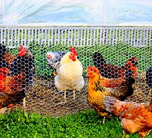 Happy in the Farm by Esperanza Gallego