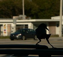 tip toe . on the suv by Isa Rodriguez