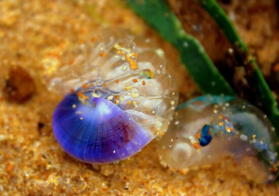 Sea Snail Images