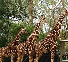 Measuring Up by eyeland