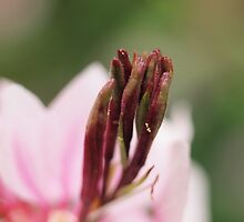 Six fingers to heaven by Tom McDonnell