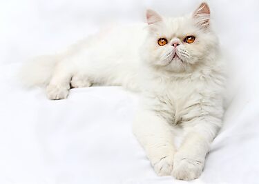 Perfectly, Elegantly, Charmingly Ugly by micklyn