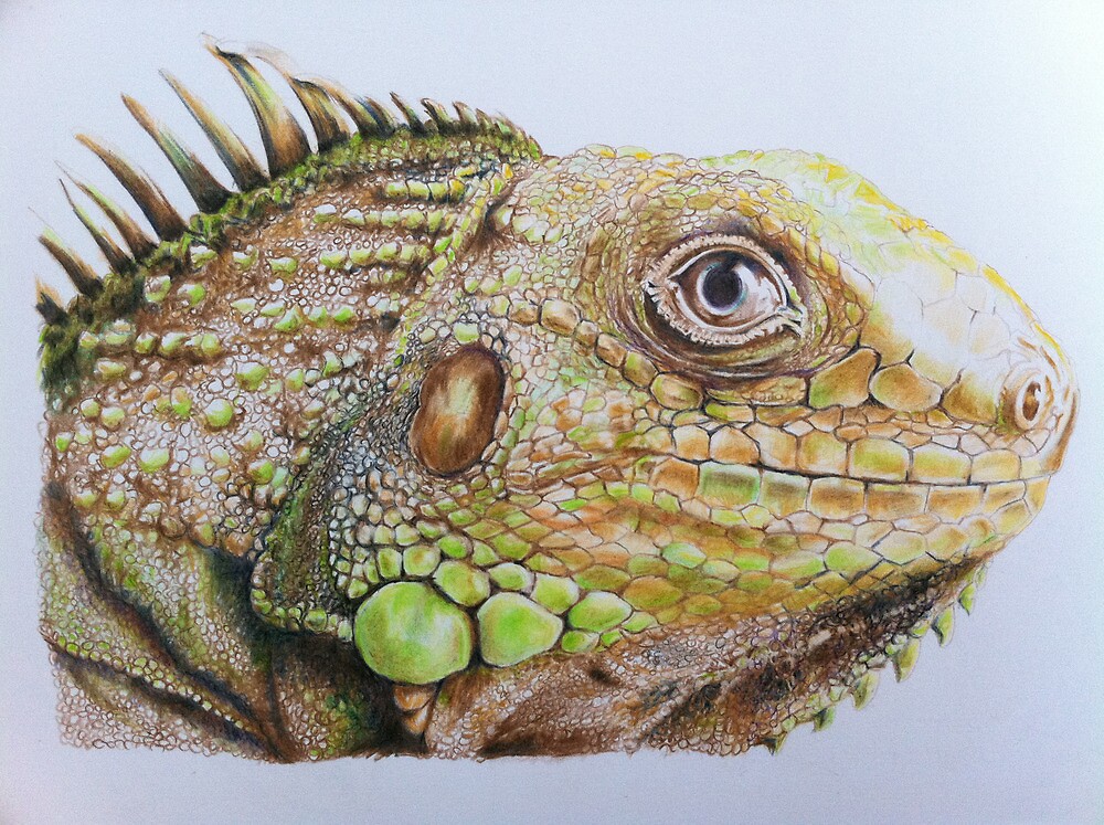 "Lizard pencil drawing" by AlanArt Redbubble