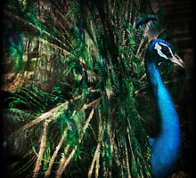 Splendour by Andrew Paranavitana