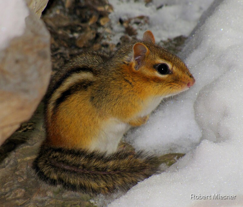 chipmunks hibernate in winter