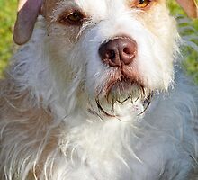 Toby by Robin Nellist