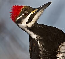 Eraser head by jamesmcdonald