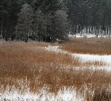 Winter colors in winter time by Antanas