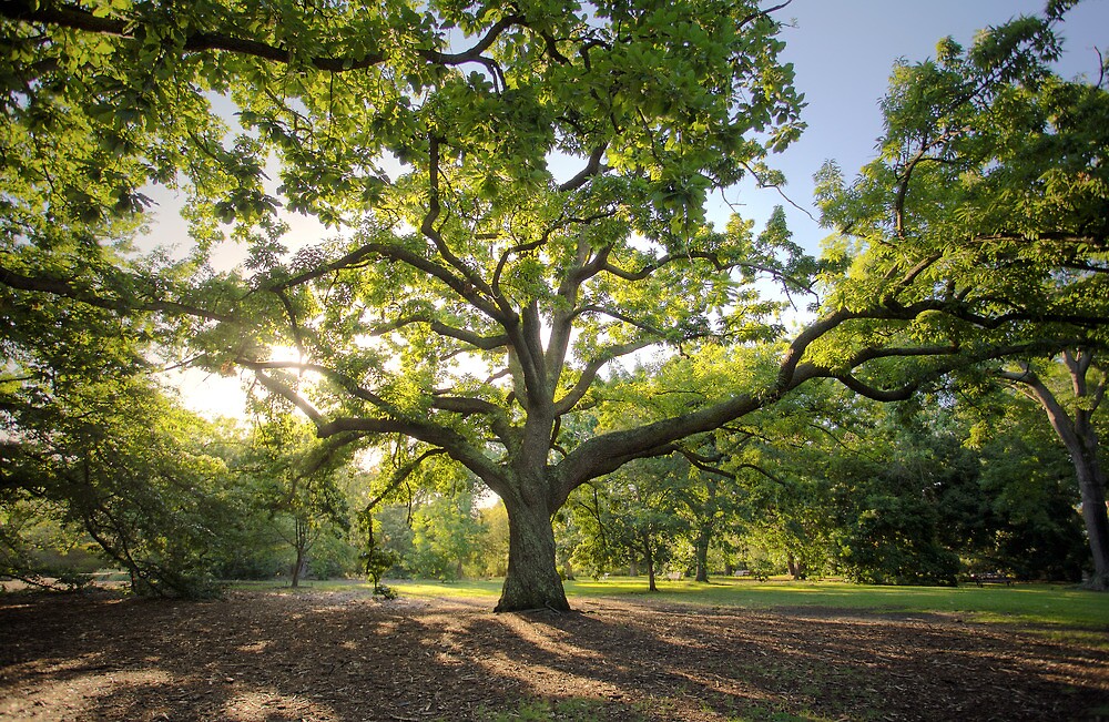 "Oak Lawn Royal Botanical Gardens Melbourne" by Philip Greenwood Redbubble