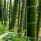 Imperial Bamboo - Tokyo by hawkea