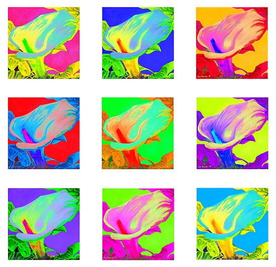 Colorful Calla Lilies