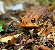 Wakey~Wakey Bright Eyes : Bufo americanus by Trina King