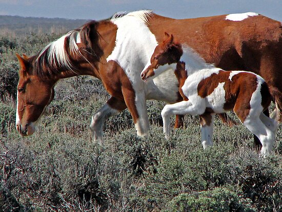 Wild Pinto Foal, Red Desert, Wyoming by A.M. Ruttle Wild Pinto Foal, Red Desert, Wyoming by A.M. Ruttle