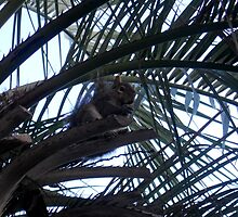 Sometimes You Feel Like a Nut.. by Dawn di Donato
