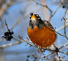 Robin enjoying blue berry in March by Robin Clifton