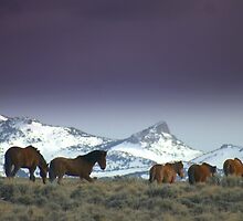 Following The Trail Of Wild Horses by Jeanne Nations